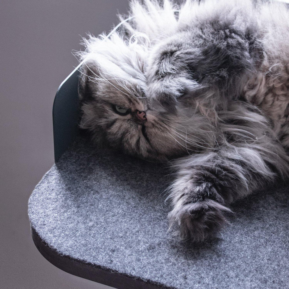 Tiragraffi PLATEAU, gatto Persiano grigio rannicchiato sulla piattaforma