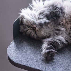 Tiragraffi PLATEAU, gatto Persiano grigio rannicchiato sulla piattaforma