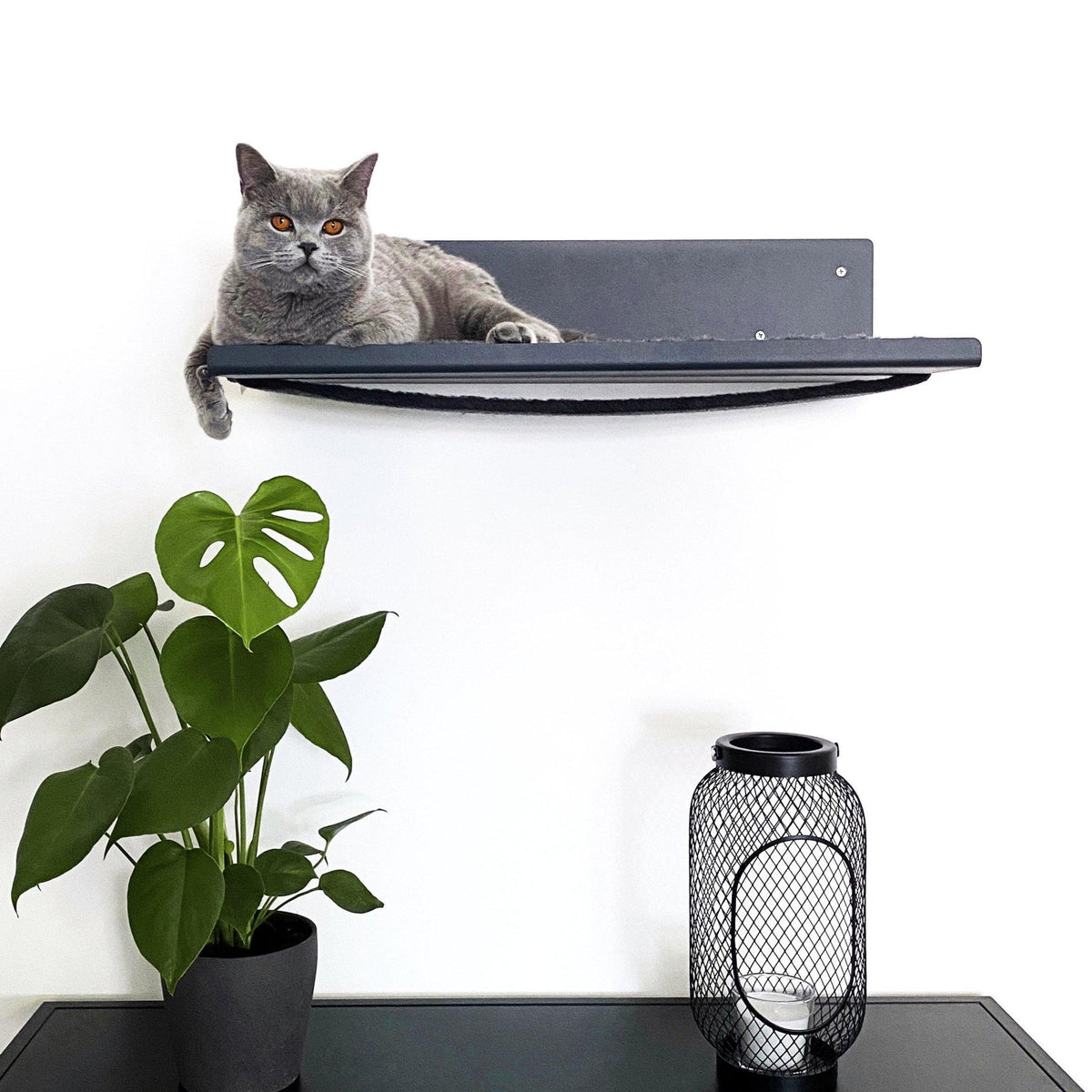 Mensola a parete STRAIGHT in antracite con cuscino in lana COSY – gatto sdraiato su una parete di soggiorno elegante.